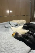 Boder Collie Fêmea
