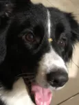 Boder Collie Fêmea