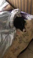 Boder Collie Fêmea