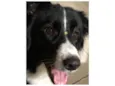 Boder Collie Fêmea