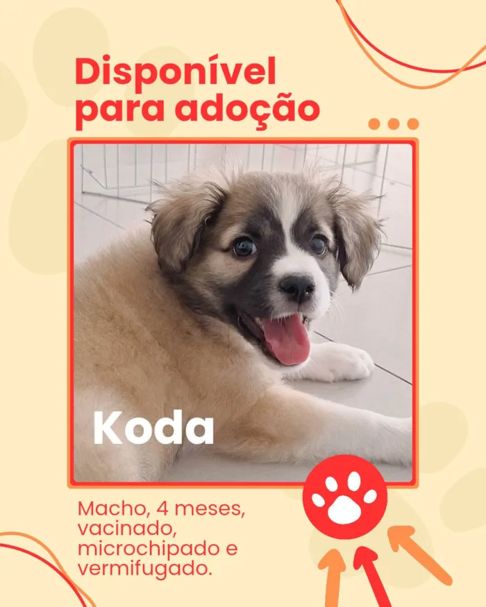 Cachorro ra a SRD-ViraLata idade 2 a 6 meses nome Koda