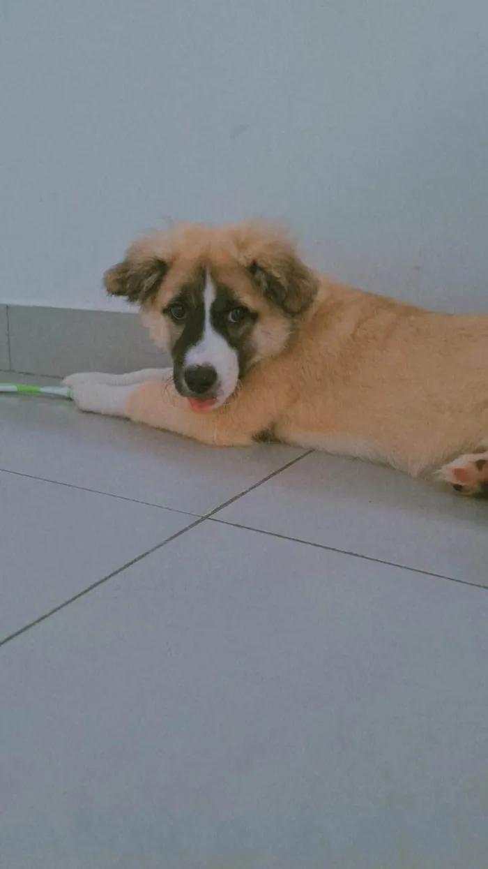 Cachorro ra a SRD-ViraLata idade 2 a 6 meses nome Koda