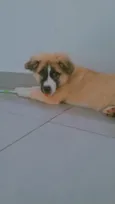 Koda