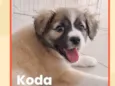 Koda
