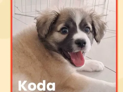 Cachorro raça SRD-ViraLata idade 2 a 6 meses nome Koda