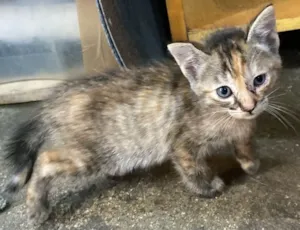 Gato raça SRD-ViraLata idade 2 a 6 meses nome ONCINHA