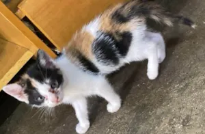 Gato raça SRD-ViraLata idade 2 a 6 meses nome TRICOLORZINHA