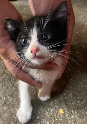 Gato raça SRD-ViraLata idade 2 a 6 meses nome FRAJOLINHA MACHO