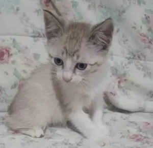 Gato raça SRD-ViraLata idade 2 a 6 meses nome CLARINHO