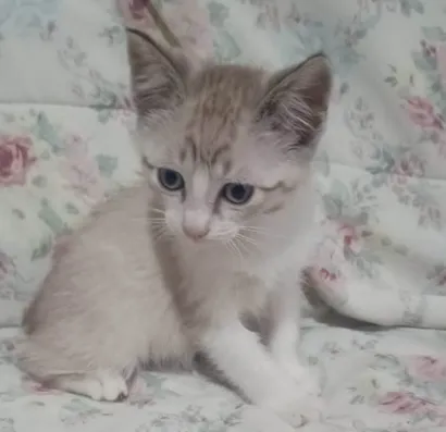 Gato raça SRD-ViraLata idade 2 a 6 meses nome CLARINHO