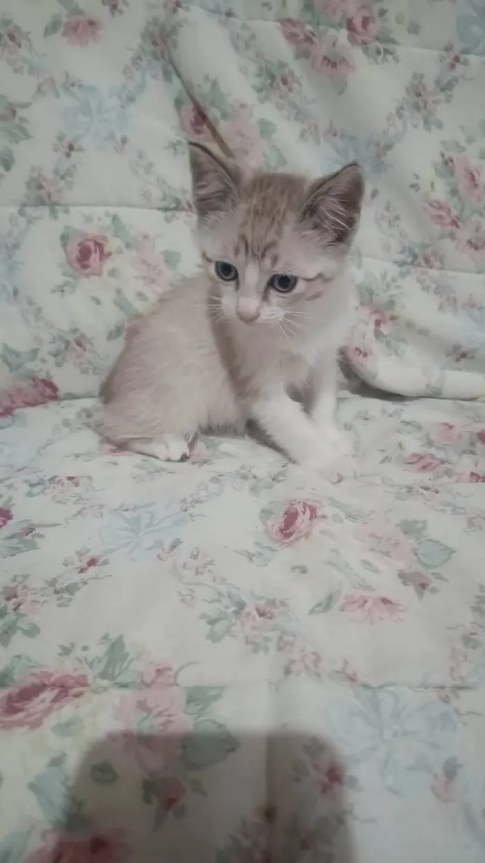 Gato ra a SRD-ViraLata idade 2 a 6 meses nome CLARINHO