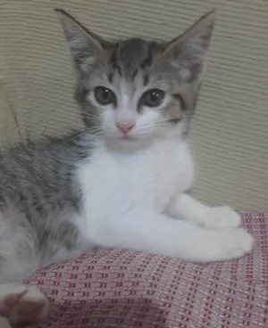 Gato raça SRD-ViraLata idade 2 a 6 meses nome RAJADINHA