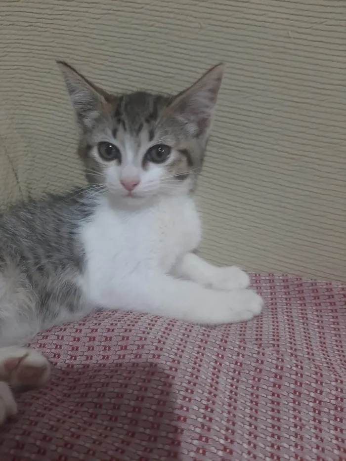 Gato ra a SRD-ViraLata idade 2 a 6 meses nome RAJADINHA
