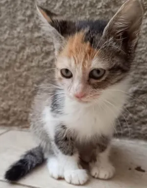 Gato raça SRD-ViraLata idade 2 a 6 meses nome MARINA