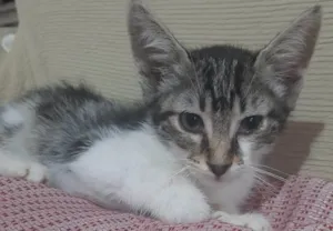 Gato raça SRD-ViraLata idade 2 a 6 meses nome SÍLVIA