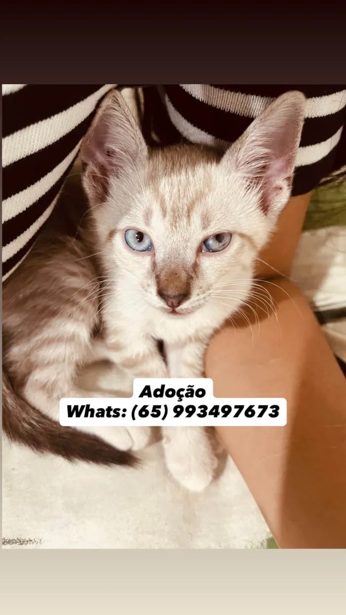 Gato ra a Exótico idade 2 a 6 meses nome Luuky - Gatinho amigável 