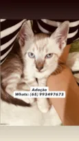 Luuky - Gatinho amigável