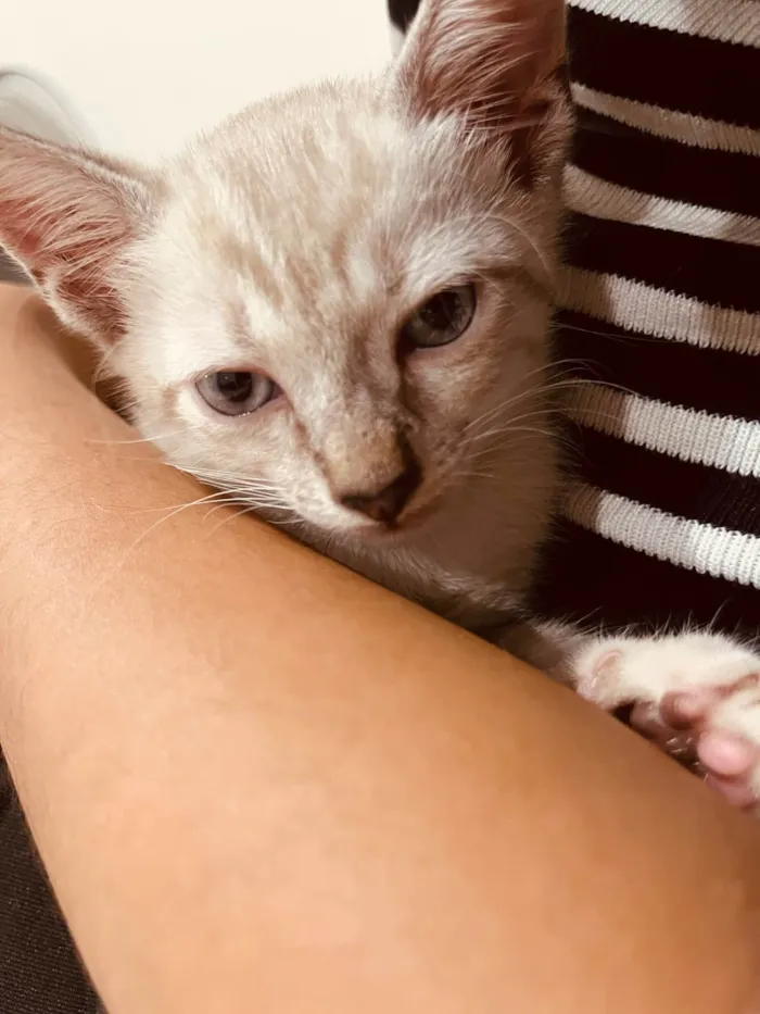 Gato ra a Exótico idade 2 a 6 meses nome Luuky - Gatinho amigável 