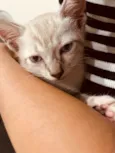 Luuky - Gatinho amigável