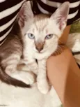 Luuky - Gatinho amigável