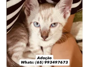 Gato raça Exótico idade 2 a 6 meses nome Luuky - Gatinho amigável 