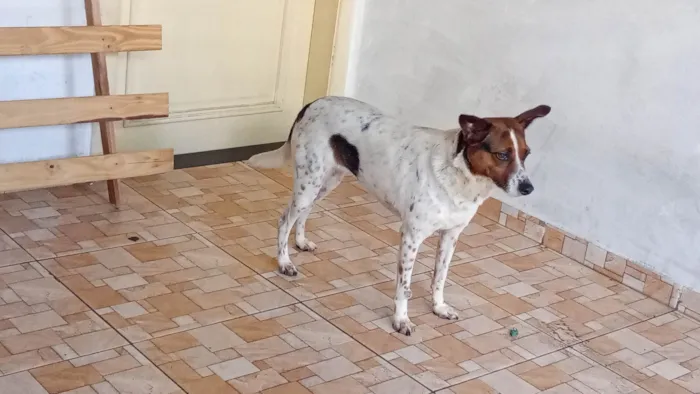 Cachorro ra a SRD-ViraLata idade 3 anos nome Mel