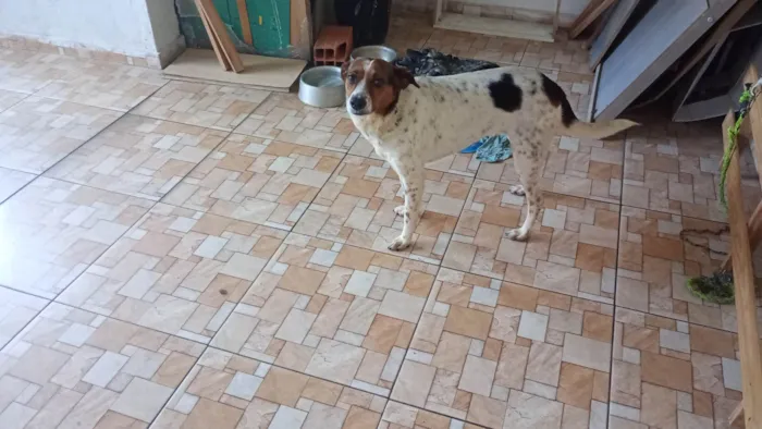 Cachorro ra a SRD-ViraLata idade 3 anos nome Mel