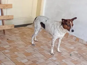 Cachorro raça SRD-ViraLata idade 3 anos nome Mel