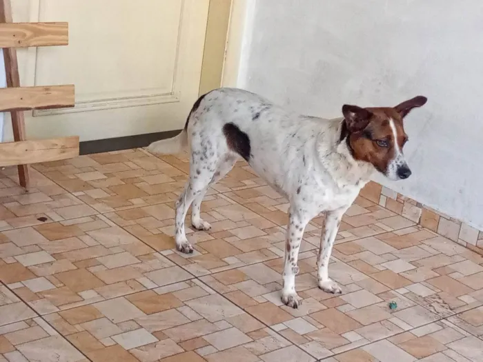 Cachorro ra a SRD-ViraLata idade 3 anos nome Mel
