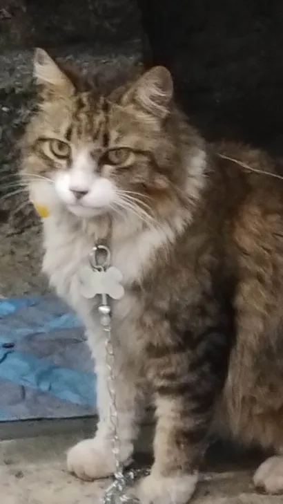 Gato raça Maine Coon idade 4 anos nome Priscila Rodrigues