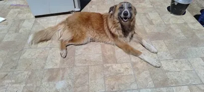 Cachorro raça SRD-ViraLata idade 3 anos nome Nina