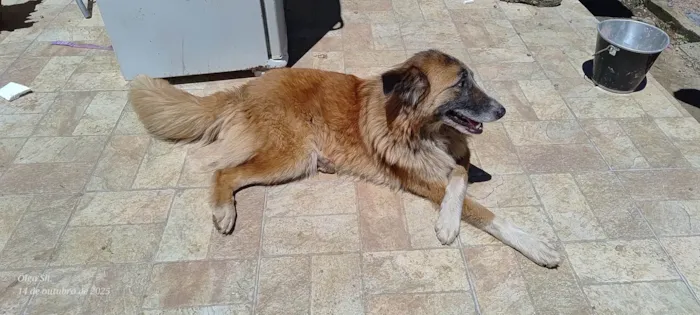 Cachorro ra a SRD-ViraLata idade 3 anos nome Nina