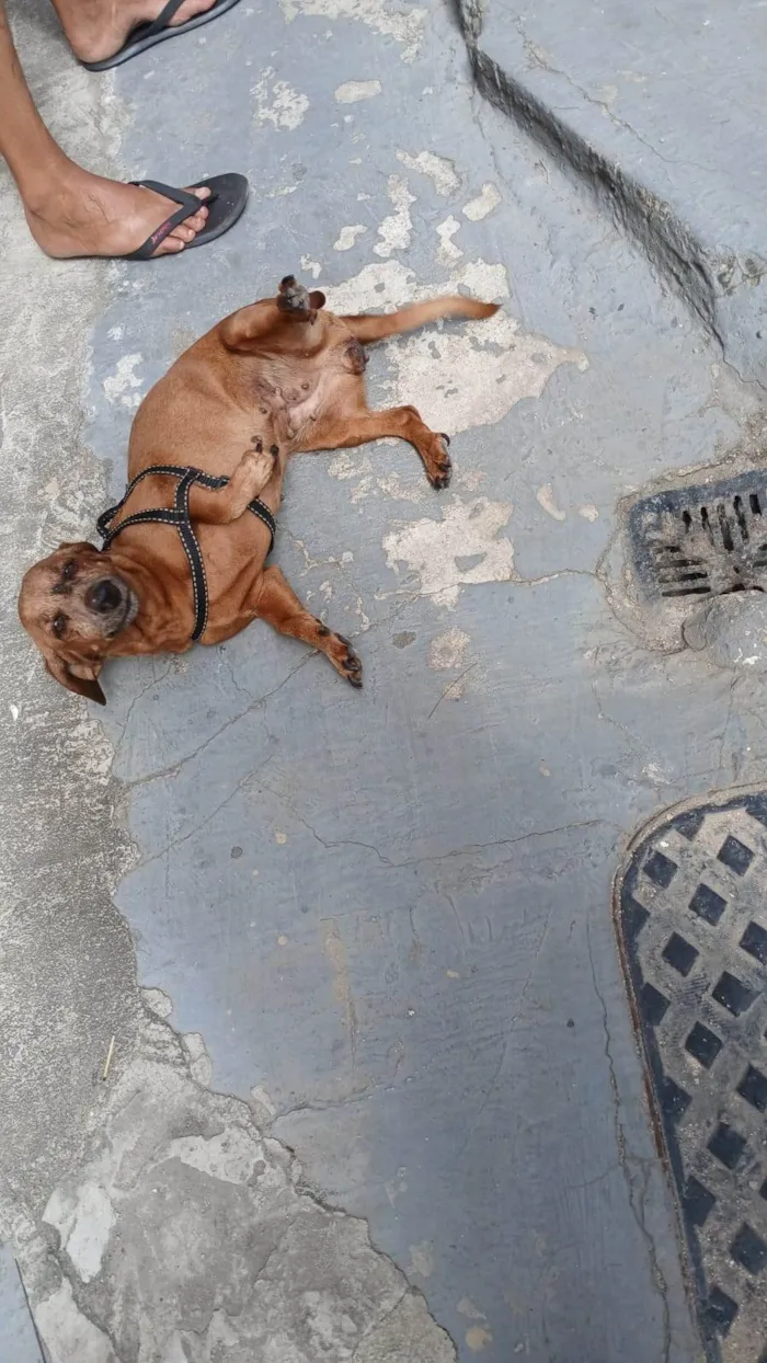 Cachorro ra a Basset-Cofap idade 6 ou mais anos nome Mel