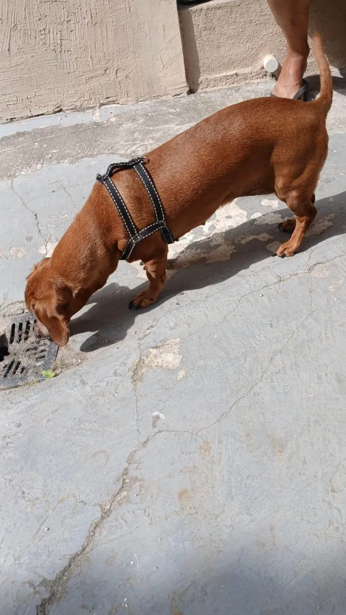 Cachorro ra a Basset-Cofap idade 6 ou mais anos nome Mel