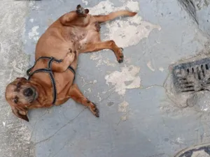 Cachorro raça Basset-Cofap idade 6 ou mais anos nome Mel