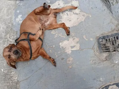 Cachorro raça Basset-Cofap idade 6 ou mais anos nome Mel