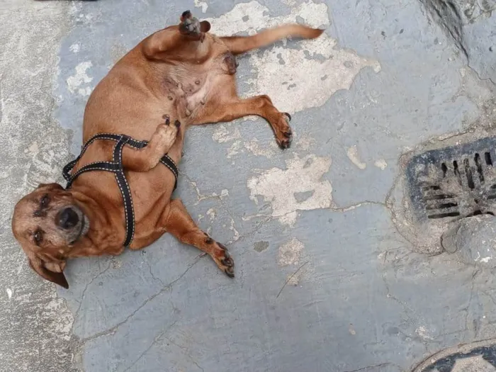 Cachorro ra a Basset-Cofap idade 6 ou mais anos nome Mel