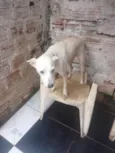 Bela e fifi