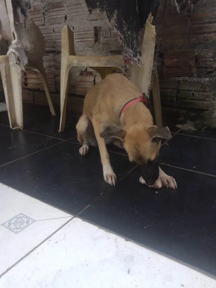 Cachorro ra a SRD-ViraLata idade 2 a 6 meses nome Bela e fifi