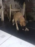 Bela e fifi