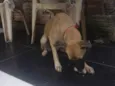 Bela e fifi
