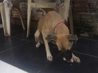 Cachorro raça SRD-ViraLata idade 2 a 6 meses nome Bela e fifi