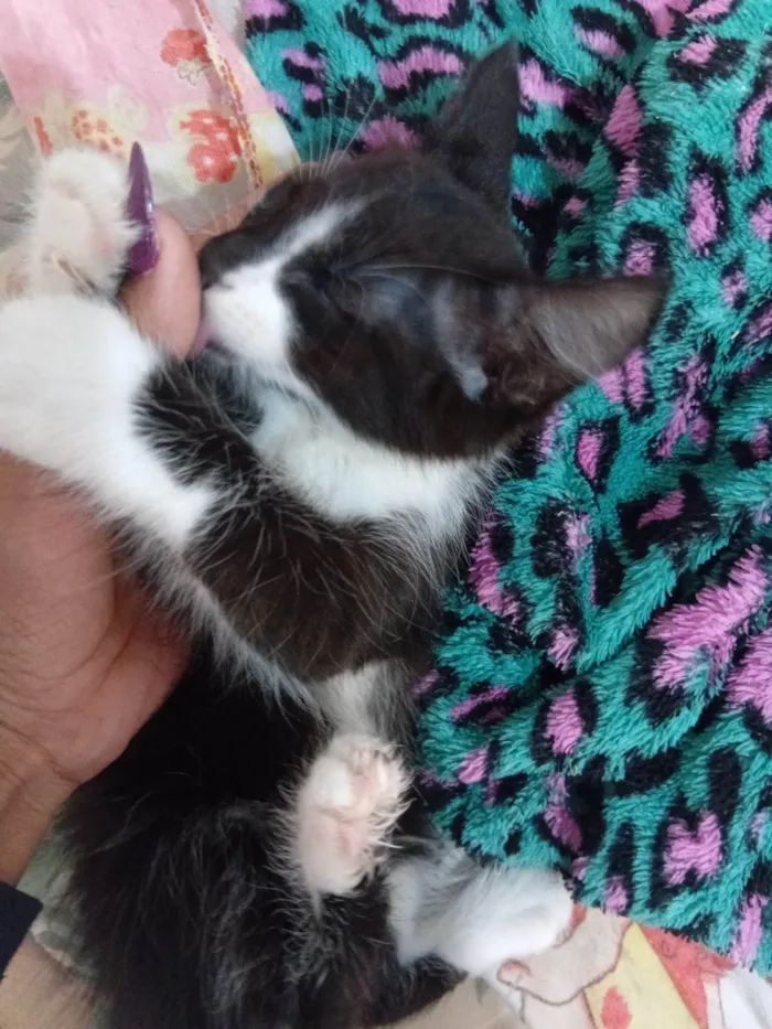 Gato ra a SRD-ViraLata idade 2 a 6 meses nome Sem nome
