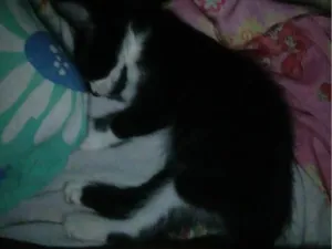 Gato raça SRD-ViraLata idade 2 a 6 meses nome Sem nome