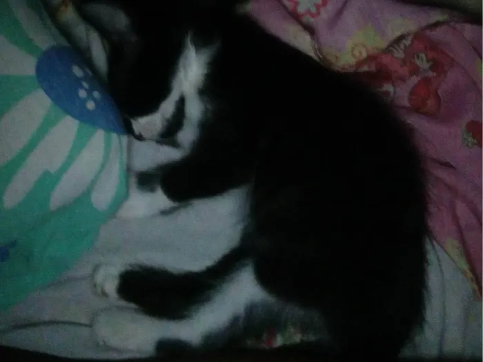 Gato ra a SRD-ViraLata idade 2 a 6 meses nome Sem nome
