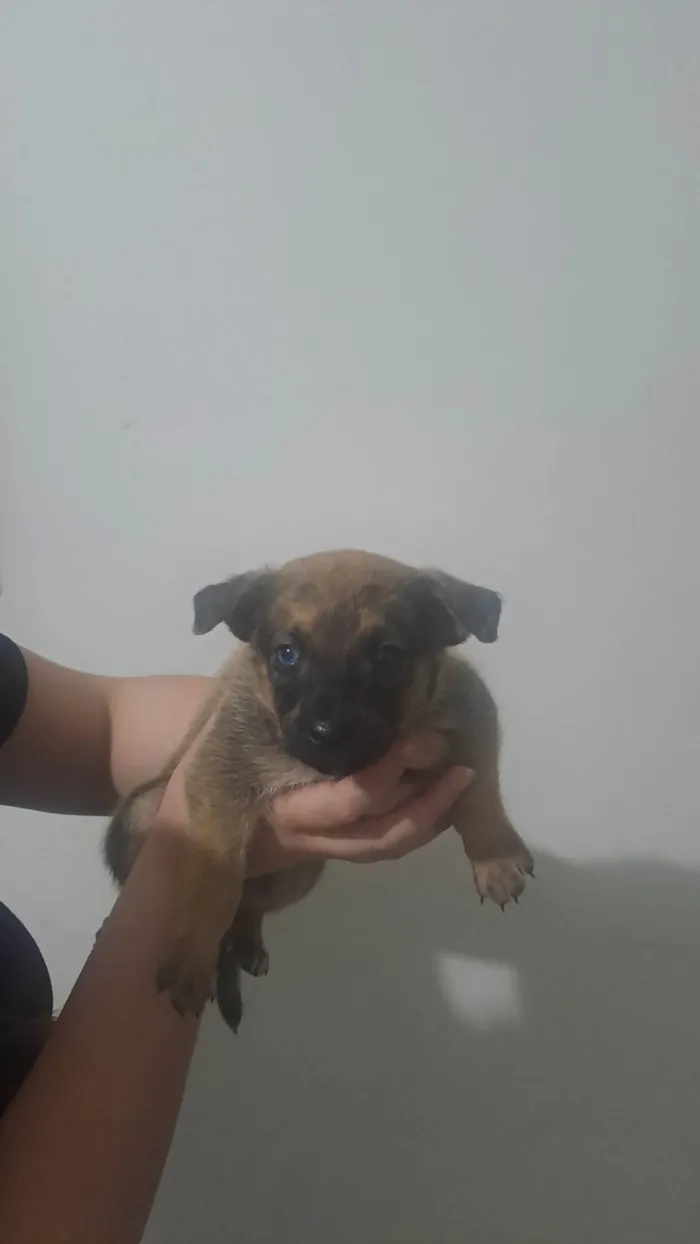 Cachorro ra a SRD-ViraLata idade Abaixo de 2 meses nome Filhotes