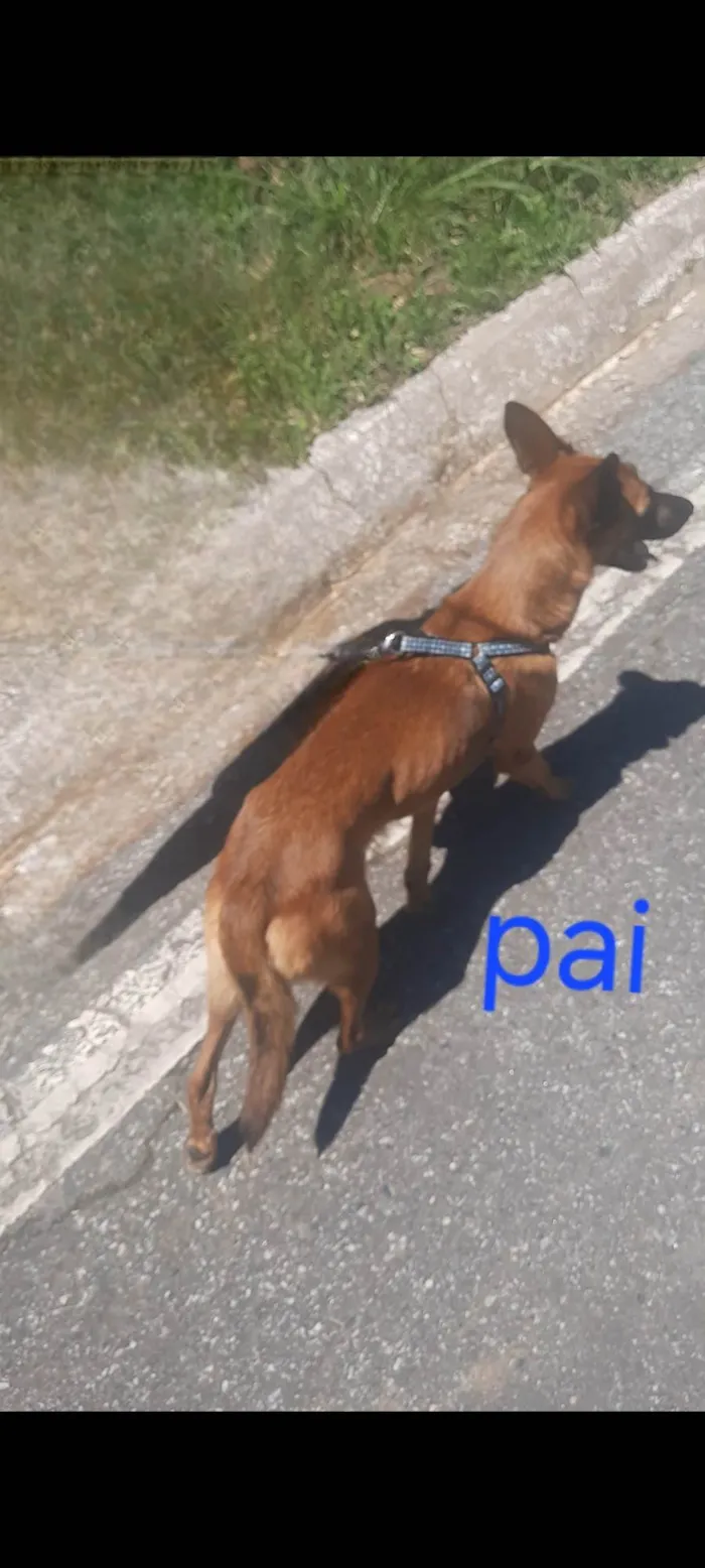 Cachorro ra a SRD-ViraLata idade Abaixo de 2 meses nome Filhotes