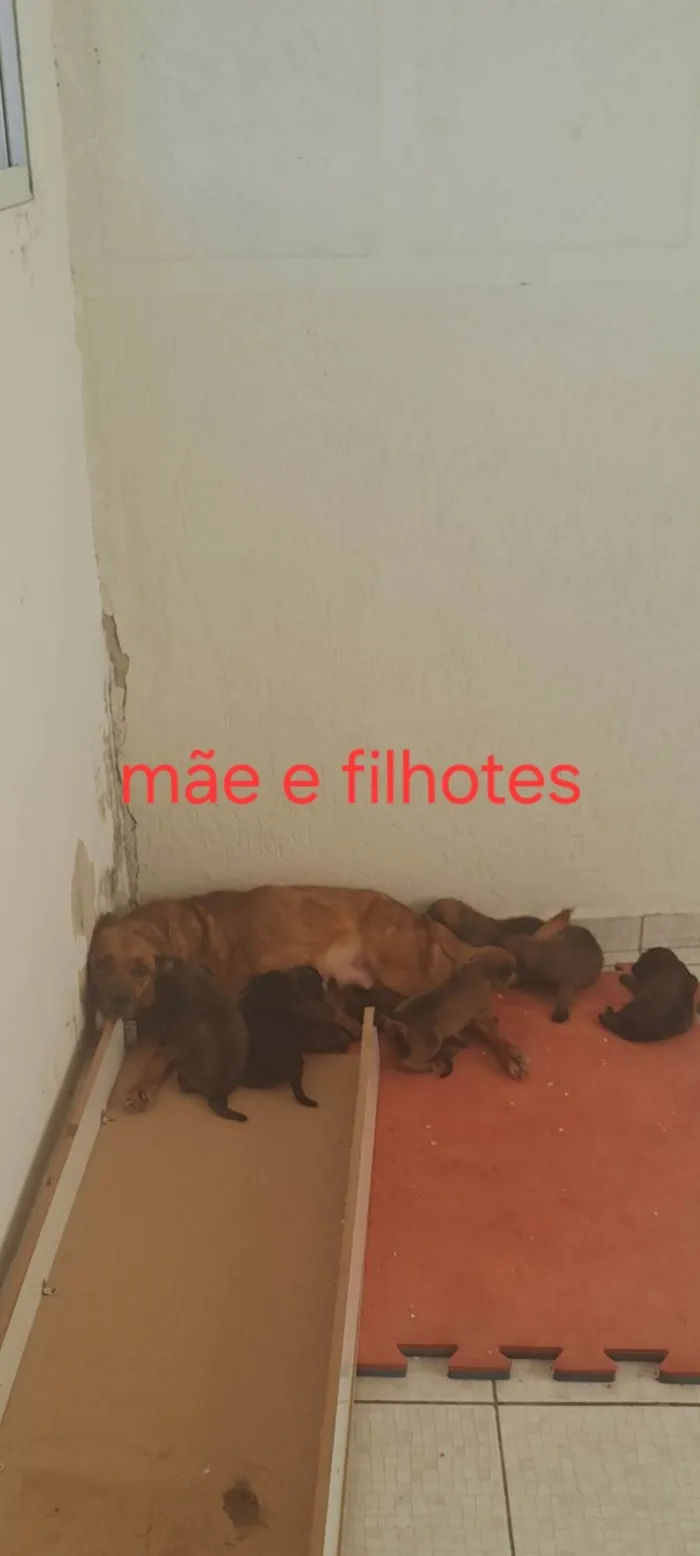Cachorro ra a SRD-ViraLata idade Abaixo de 2 meses nome Filhotes