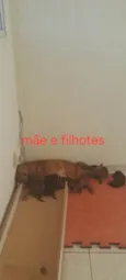 Filhotes