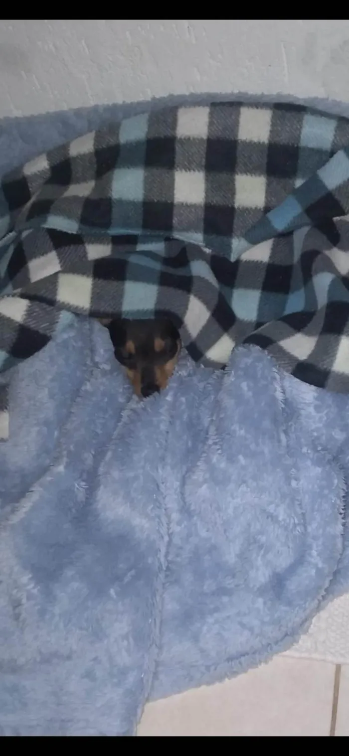 Cachorro ra a Pinscher idade 7 a 11 meses nome Théo 